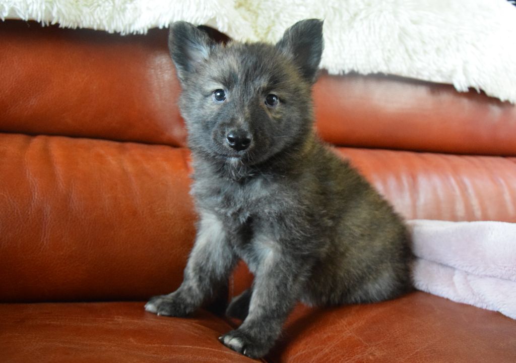 de Dame Midnight - Chiot disponible  - Berger hollandais