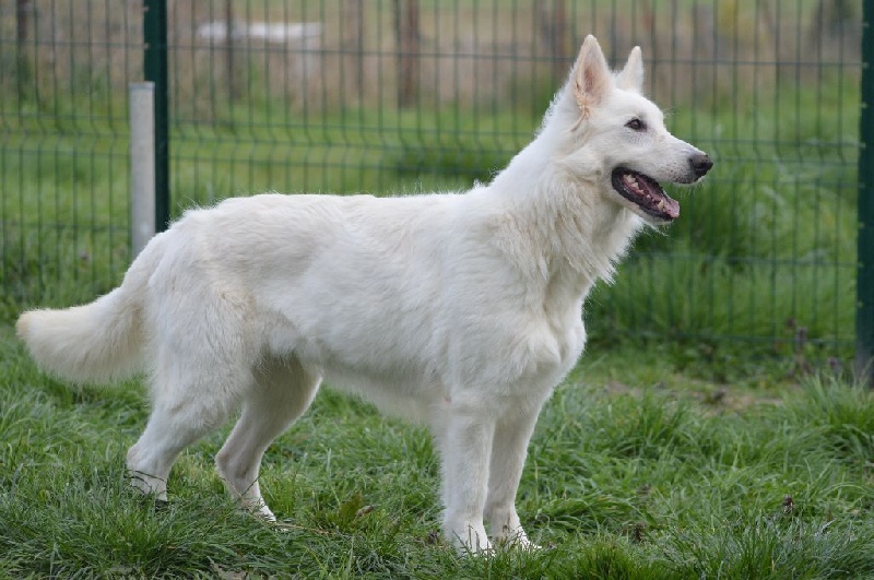 Ginnie line de Dame Midnight