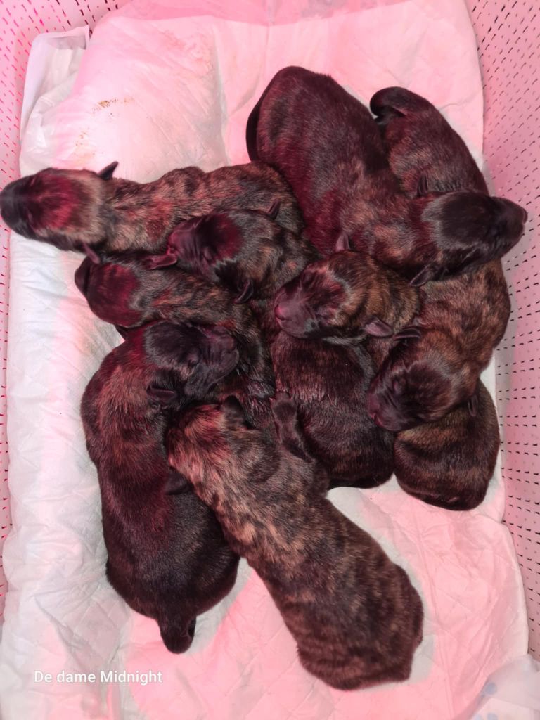 de Dame Midnight - Les bébés Berger hollandais poils longs sont là !!!!!!!!!!!!!!!!