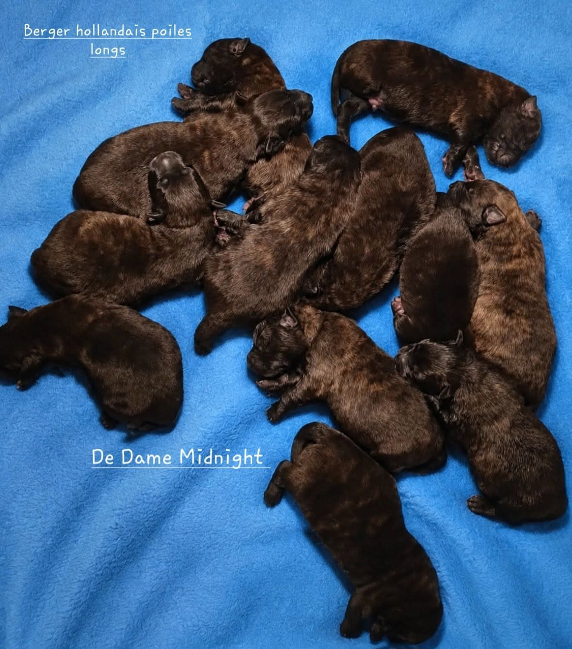 Chiot Berger hollandais de Dame Midnight