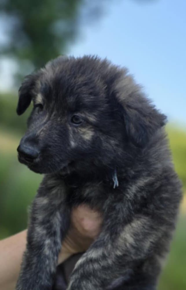 de Dame Midnight - Chiots disponibles - Berger hollandais