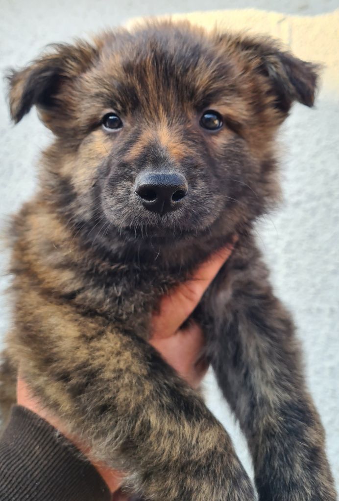 de Dame Midnight - Chiots disponibles - Berger hollandais