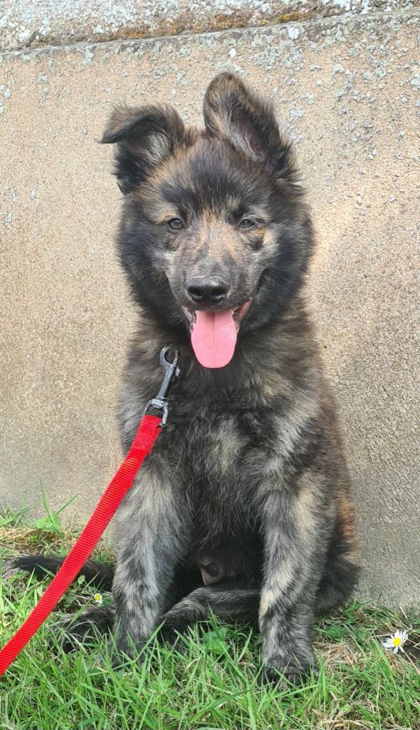 de Dame Midnight - Chiots disponibles - Berger hollandais