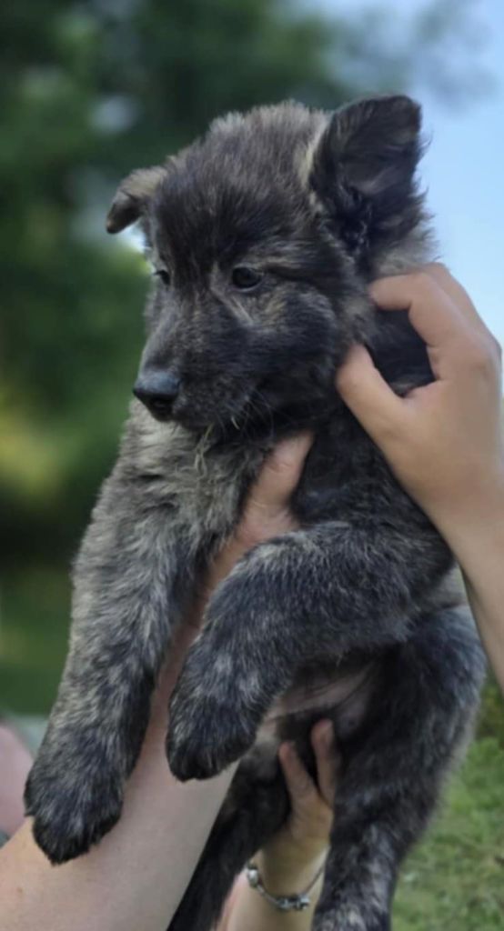 de Dame Midnight - Chiots disponibles - Berger hollandais