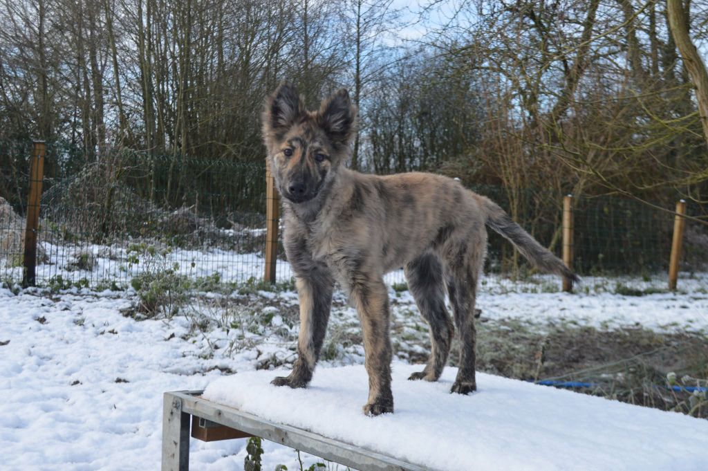 de Dame Midnight - Chiots disponibles - Berger hollandais